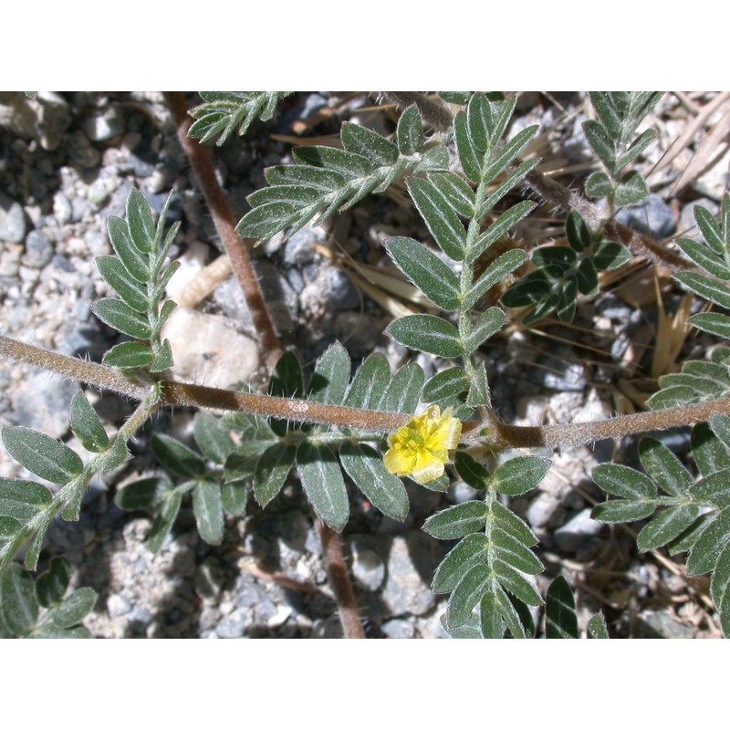 tribulus terrestris l.