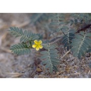 tribulus terrestris l.