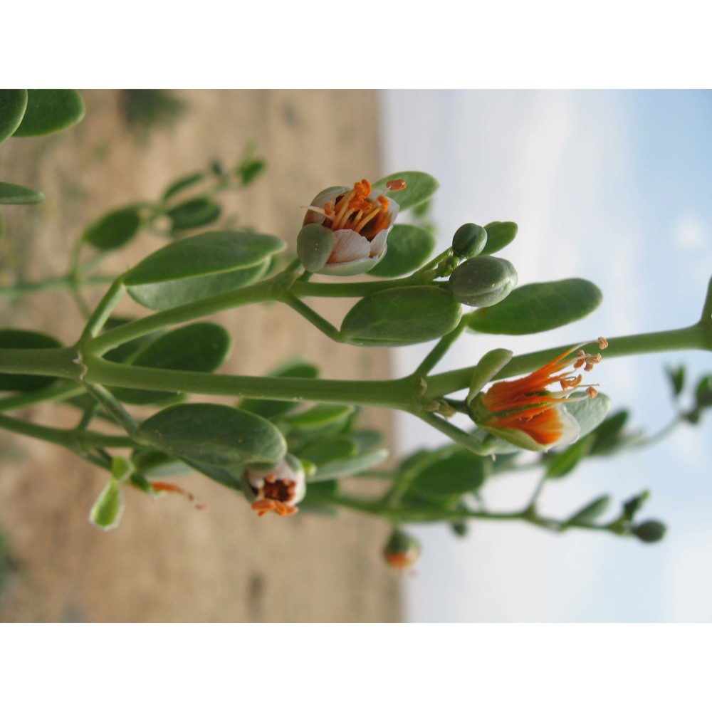 zygophyllum fabago l.