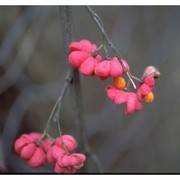 euonymus europaeus l.