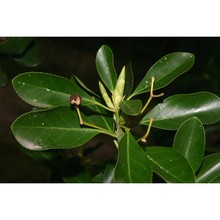 euonymus japonicus l. fil.
