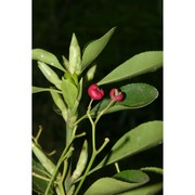 euonymus japonicus l. fil.