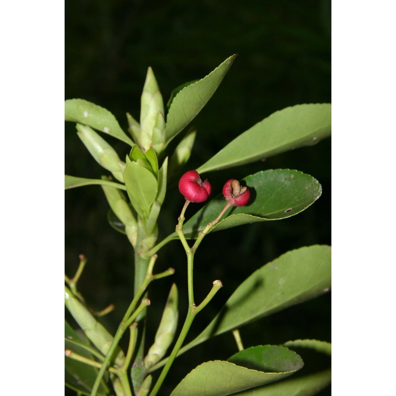 euonymus japonicus l. fil.