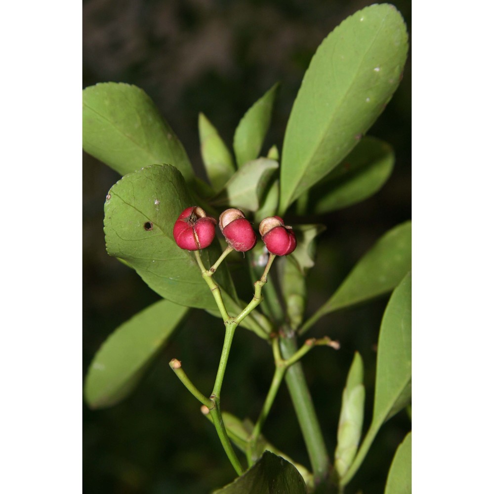 euonymus japonicus l. fil.