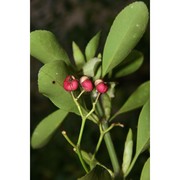 euonymus japonicus l. fil.