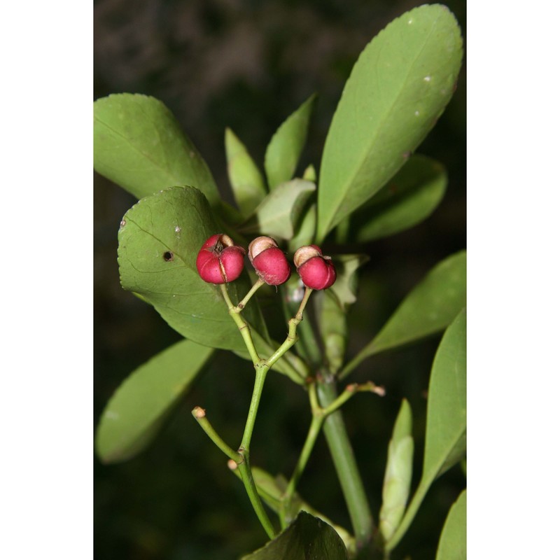 euonymus japonicus l. fil.