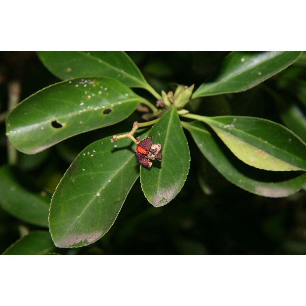 euonymus japonicus l. fil.