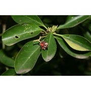 euonymus japonicus l. fil.