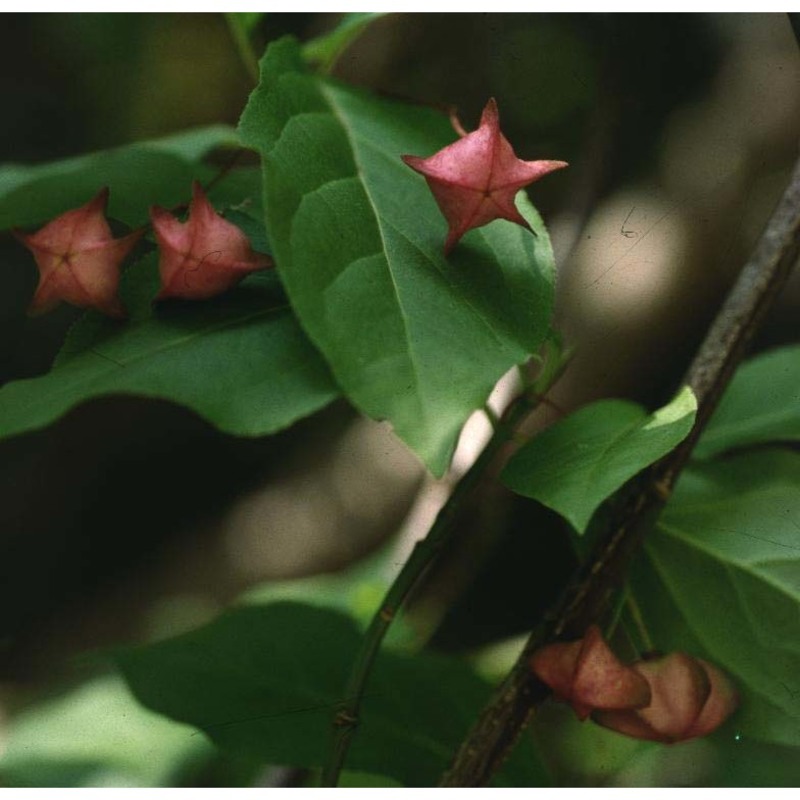 euonymus latifolius (l.) mill.