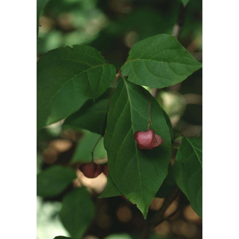 euonymus latifolius (l.) mill.