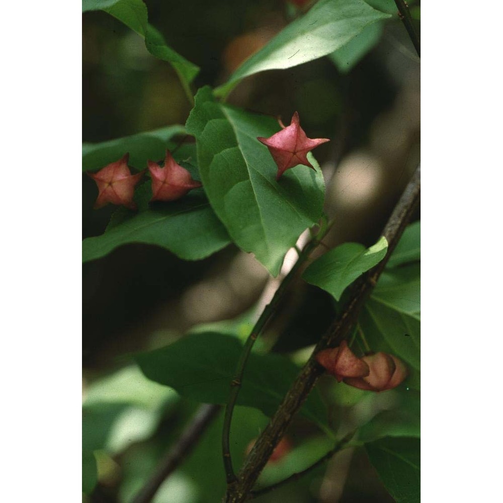 euonymus latifolius (l.) mill.