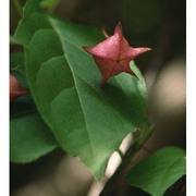 euonymus latifolius (l.) mill.