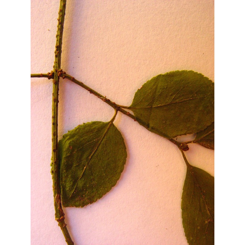 euonymus verrucosus scop.