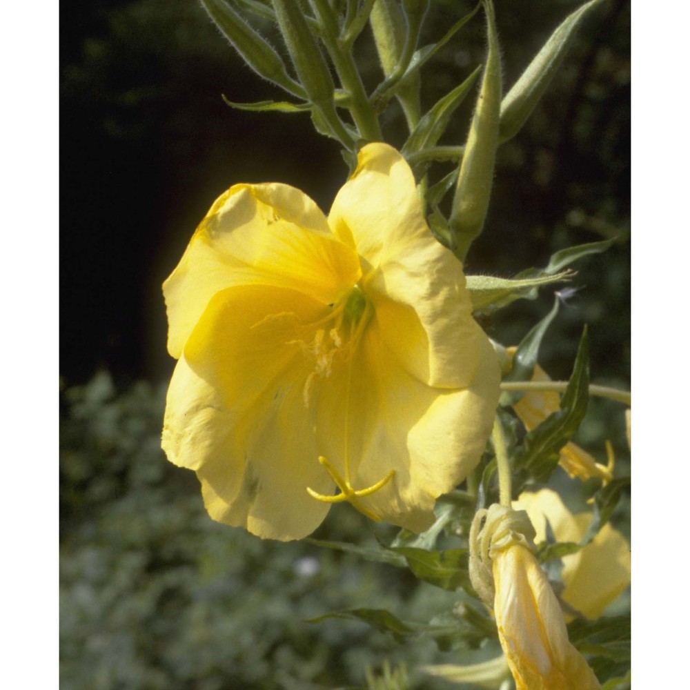 oenothera biennis l.