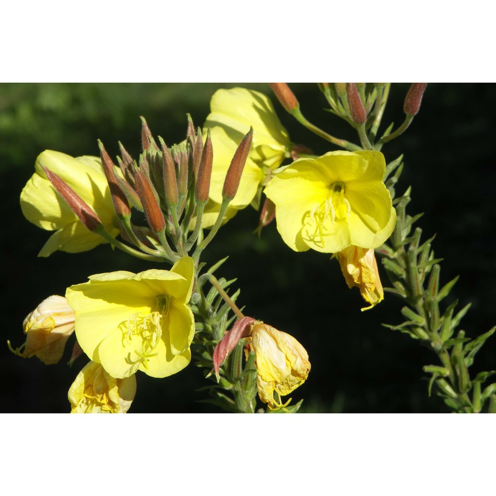 oenothera biennis l.