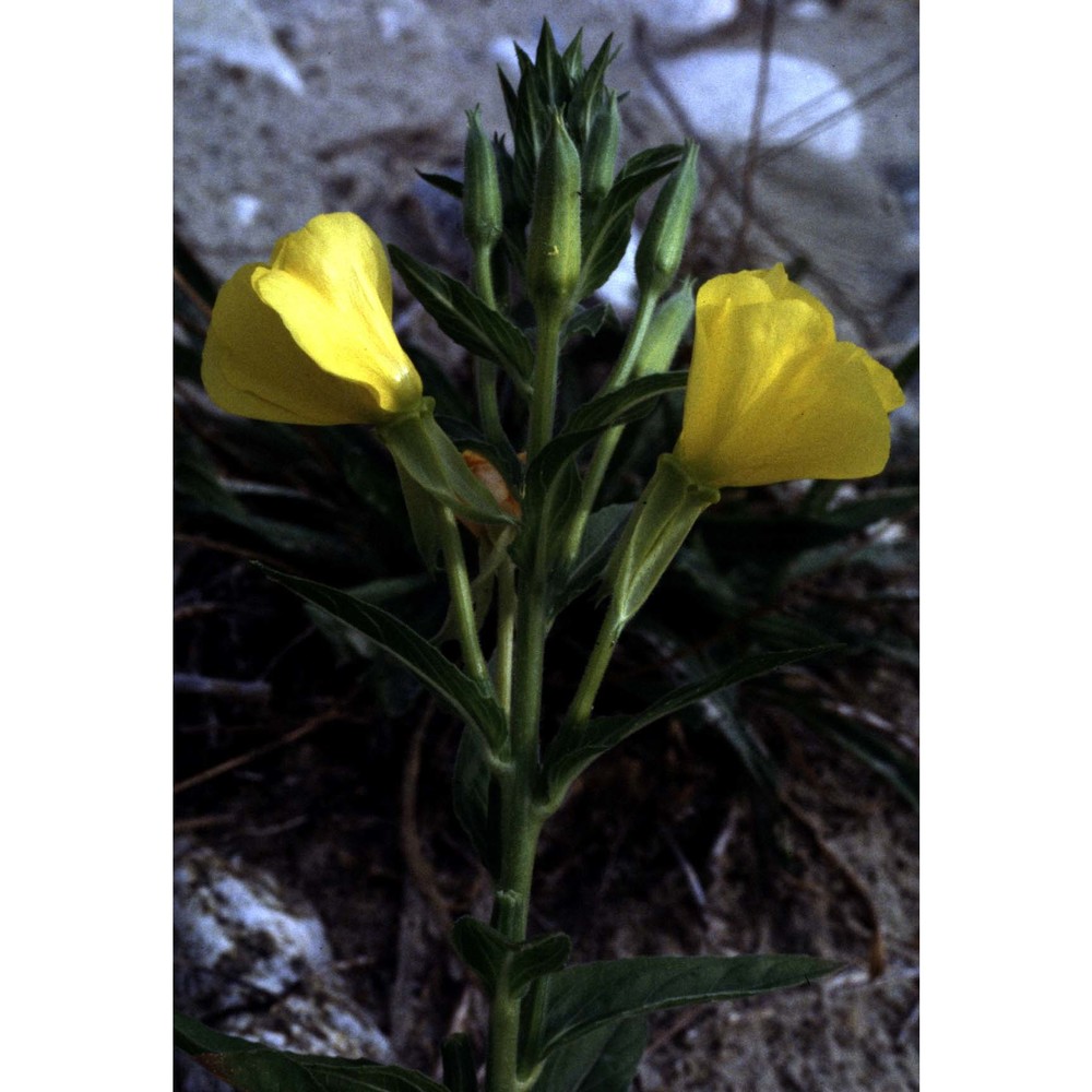 oenothera biennis l.