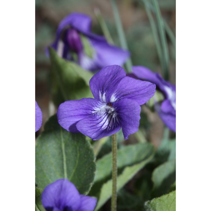 viola adunca sm.