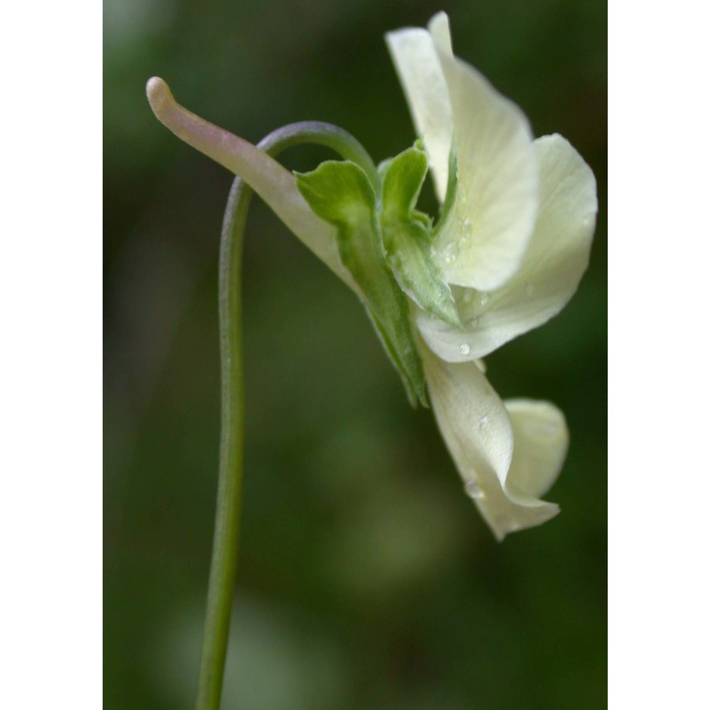 viola aethnensis (dc.) strobl