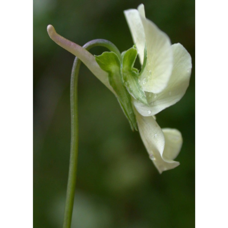 viola aethnensis (dc.) strobl