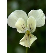 viola aethnensis (dc.) strobl