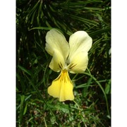 viola aethnensis (dc.) strobl