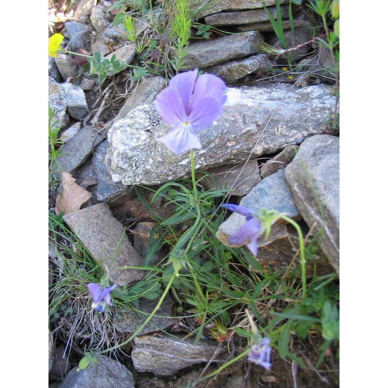 viola aethnensis (dc.) strobl