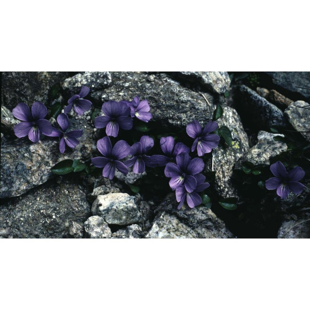 viola argenteria moraldo et forneris