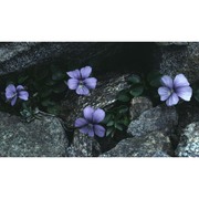 viola argenteria moraldo et forneris