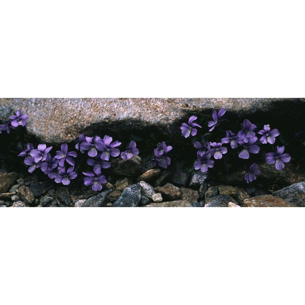 viola argenteria moraldo et forneris