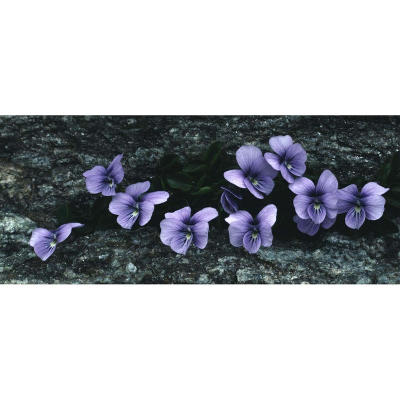 viola argenteria moraldo et forneris