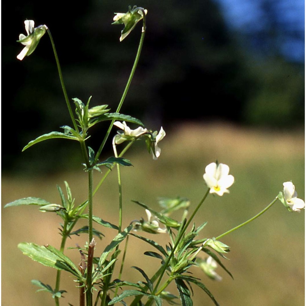 viola arvensis murray