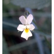 viola arvensis murray