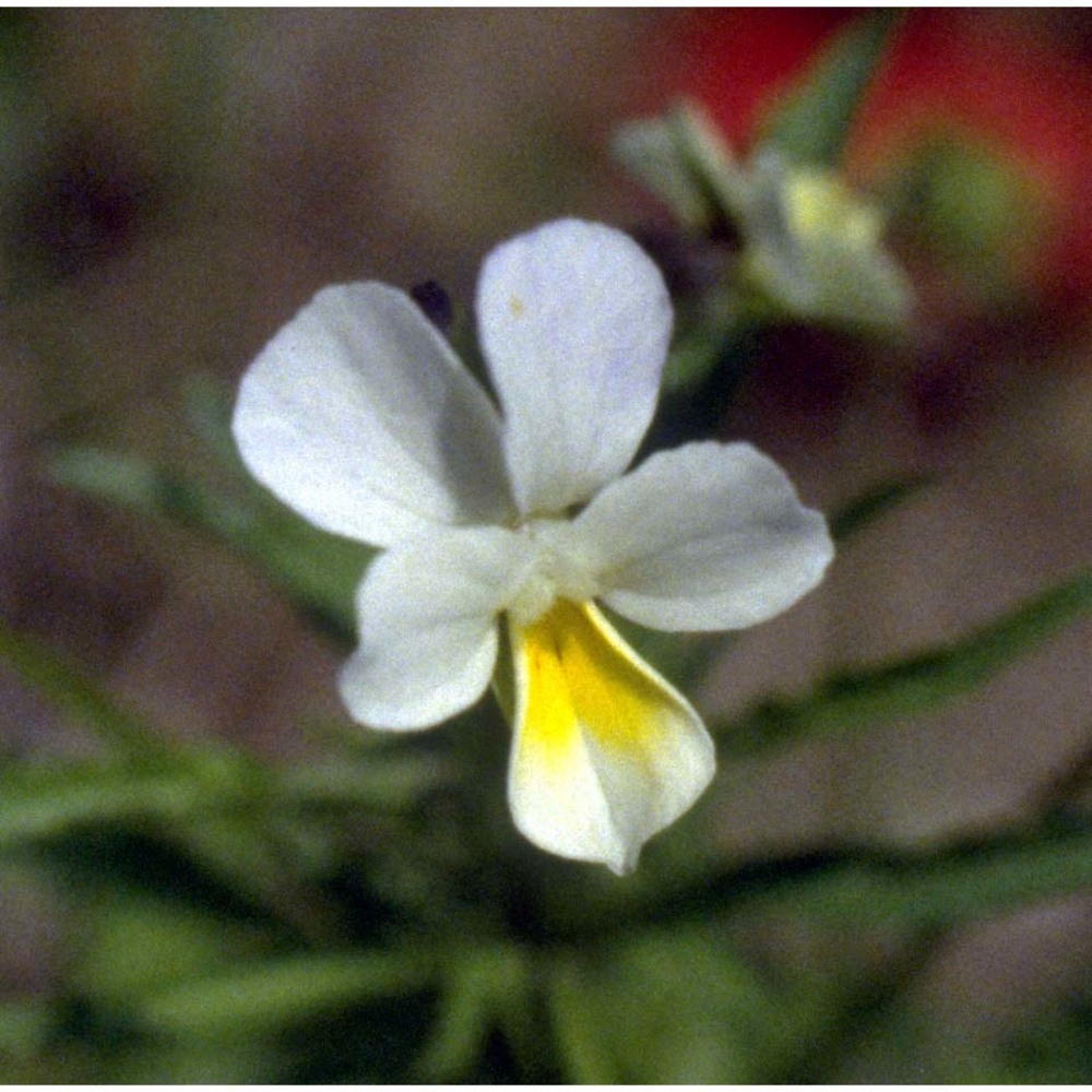 viola arvensis murray