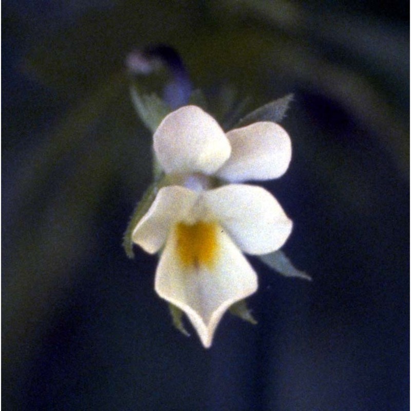 viola arvensis murray