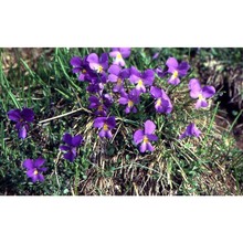 viola bertolonii pio em. merxm. et w. lippert