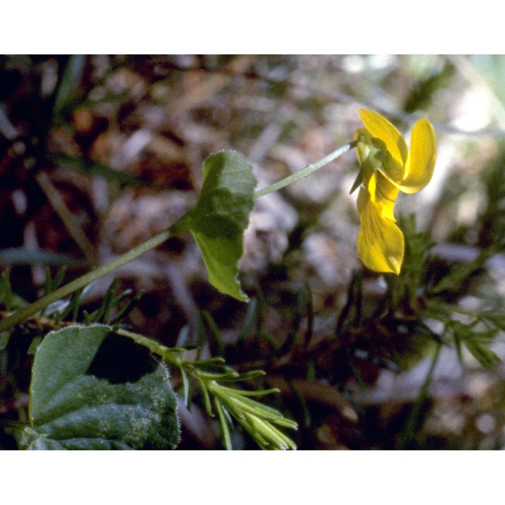 viola biflora l.