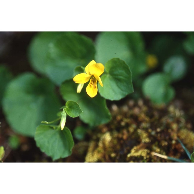 viola biflora l.