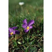 viola calcarata l.