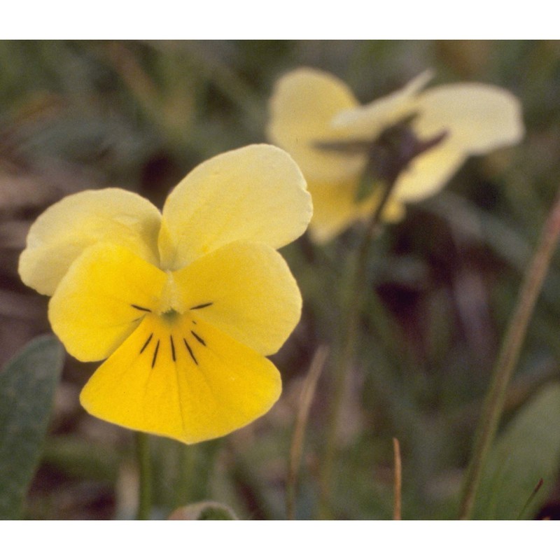 viola calcarata l.