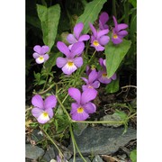 viola calcarata l.