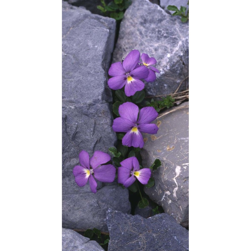 viola cenisia l.