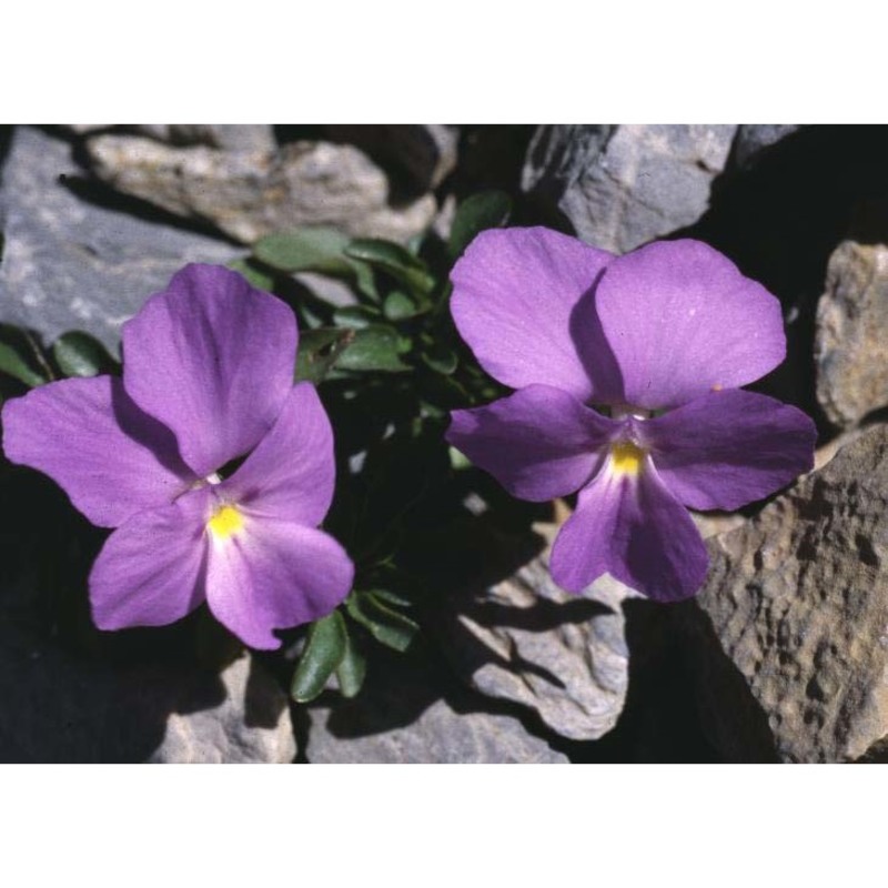 viola cenisia l.