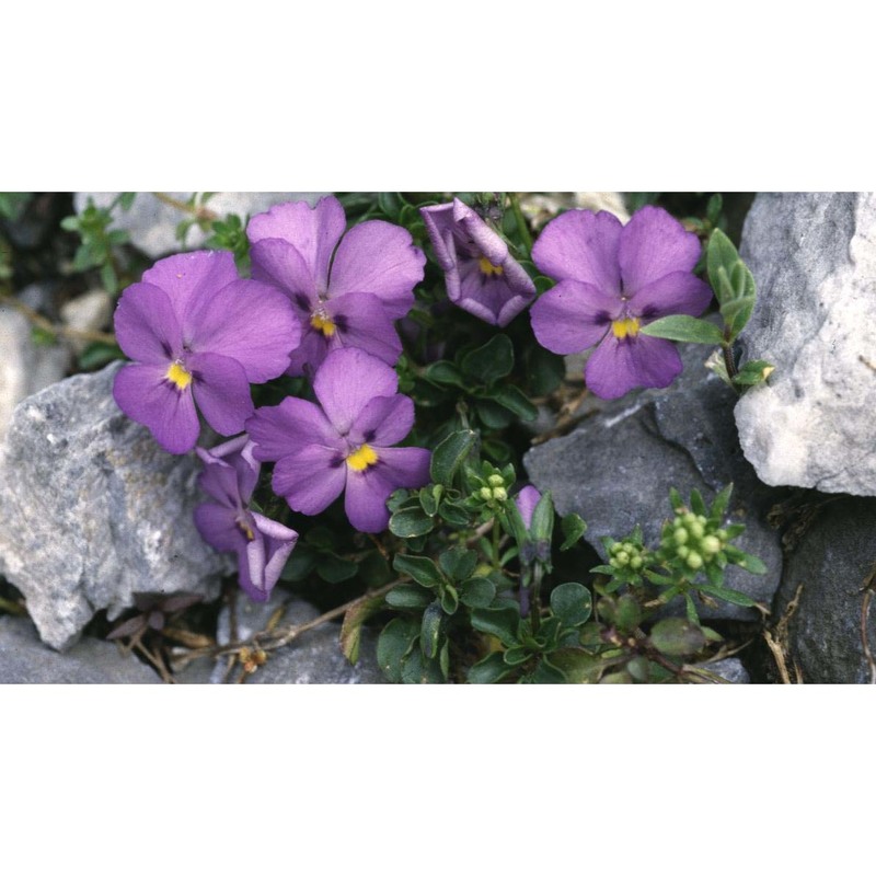 viola cenisia l.