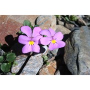 viola comollia massara