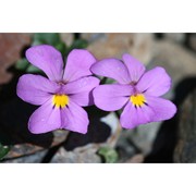 viola comollia massara