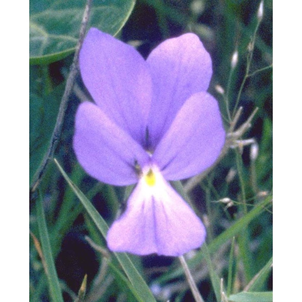 viola corsica nyman