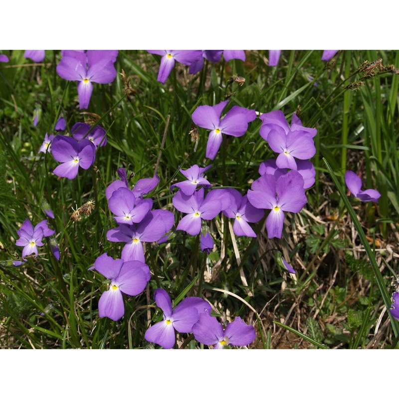 viola culminis f. fen. et moraldo