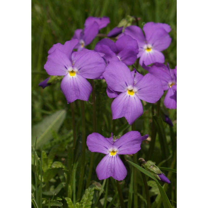 viola culminis f. fen. et moraldo