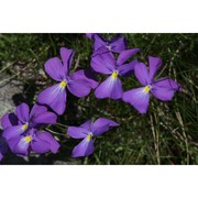 viola culminis f. fen. et moraldo