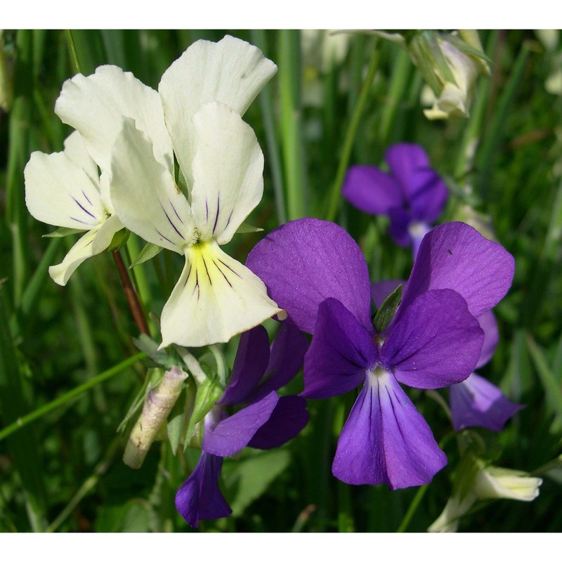 viola etrusca erben